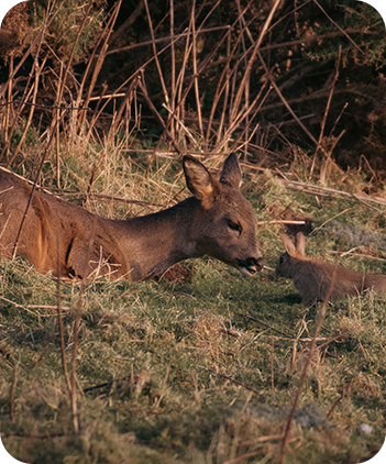 Deer & Rabbit – Repellex USA